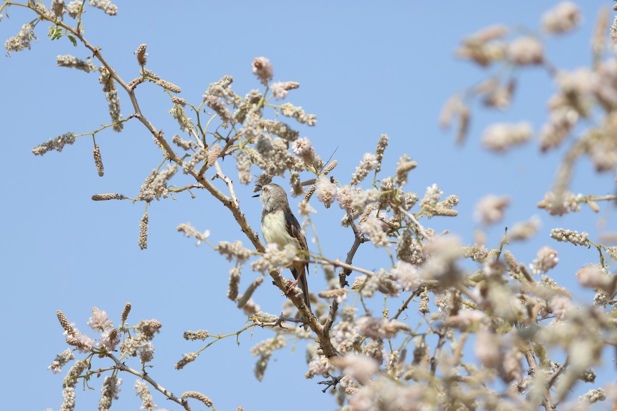 Black-chested Prinia - ML643269975