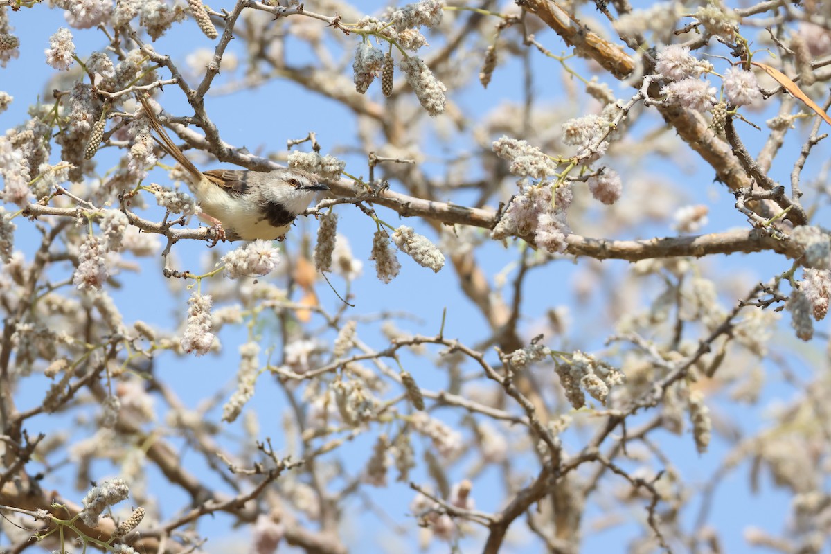 Black-chested Prinia - ML643269976