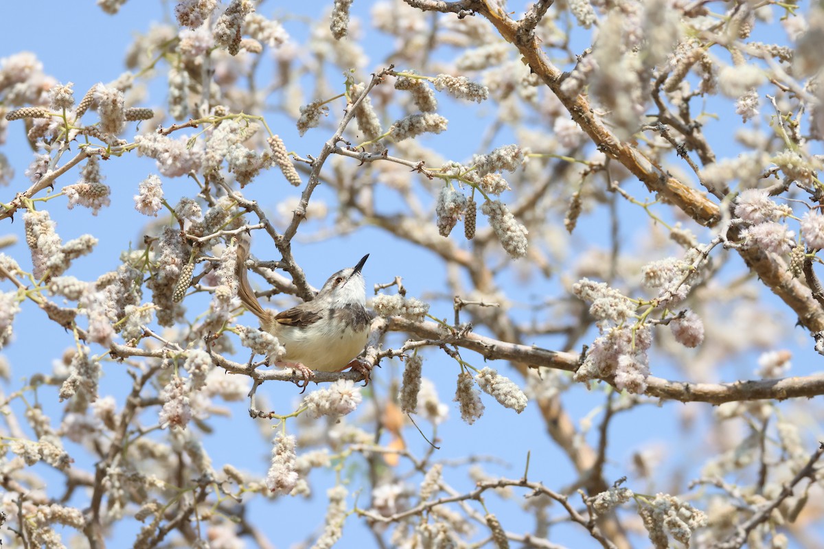 Black-chested Prinia - ML643269977