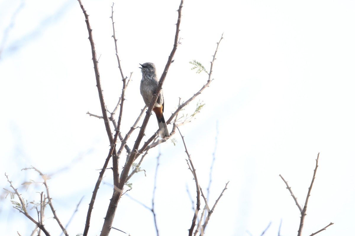 Chestnut-vented Warbler - ML643269994
