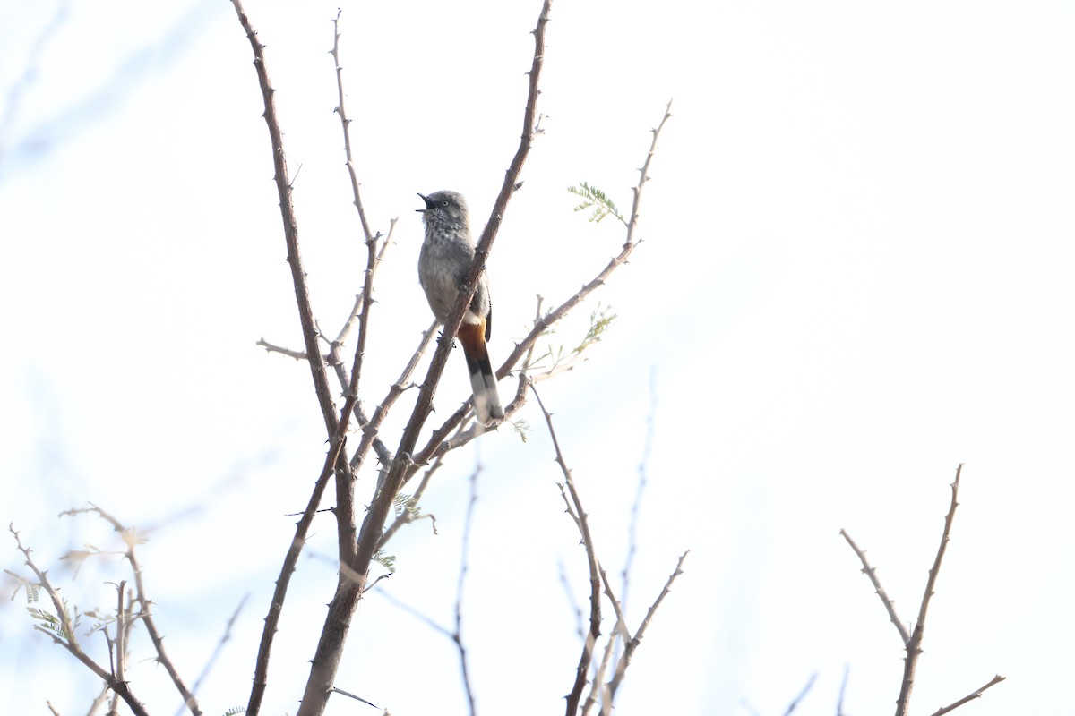 Chestnut-vented Warbler - ML643269995