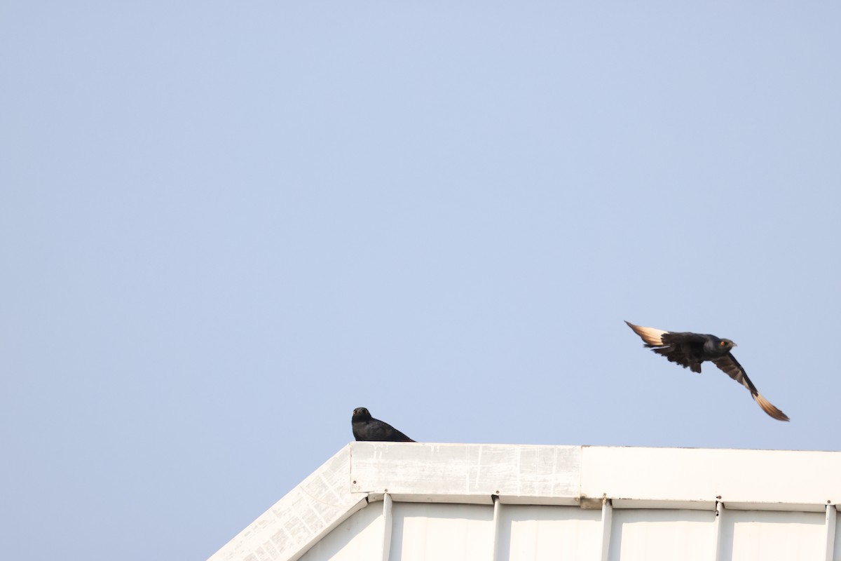 Pale-winged Starling - ML643269996