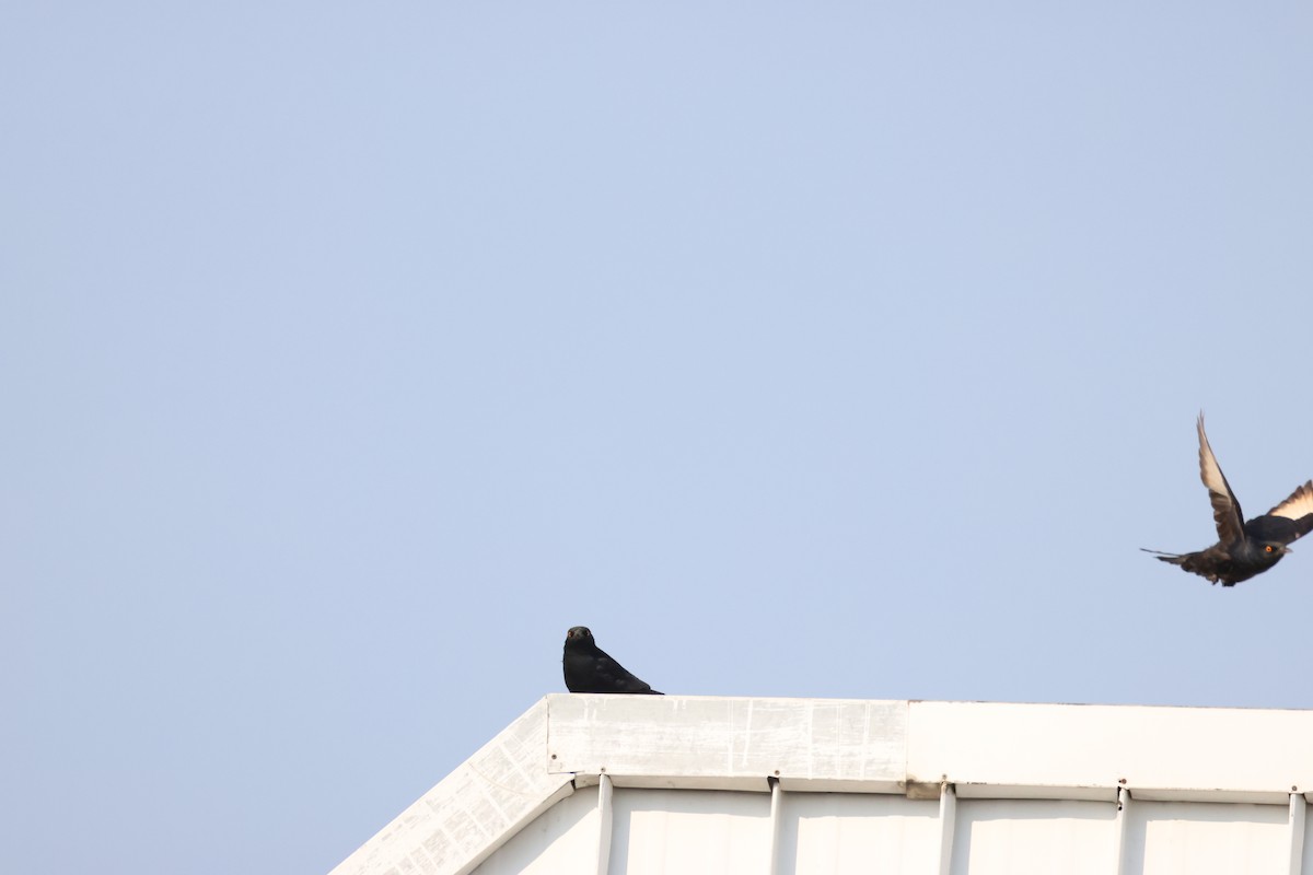 Pale-winged Starling - ML643269997