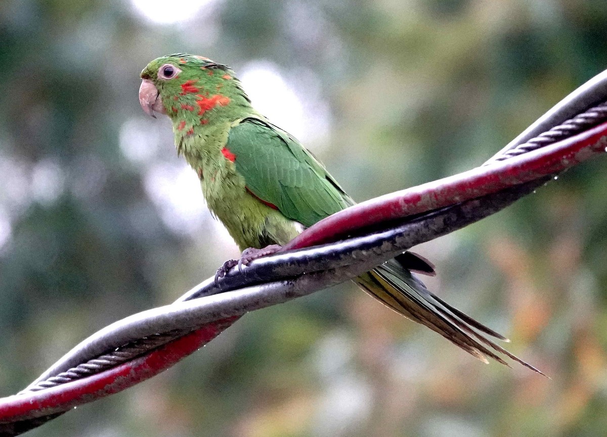 Conure pavouane - ML643270033