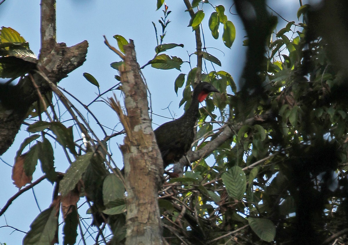 Spix's Guan - ML643270039