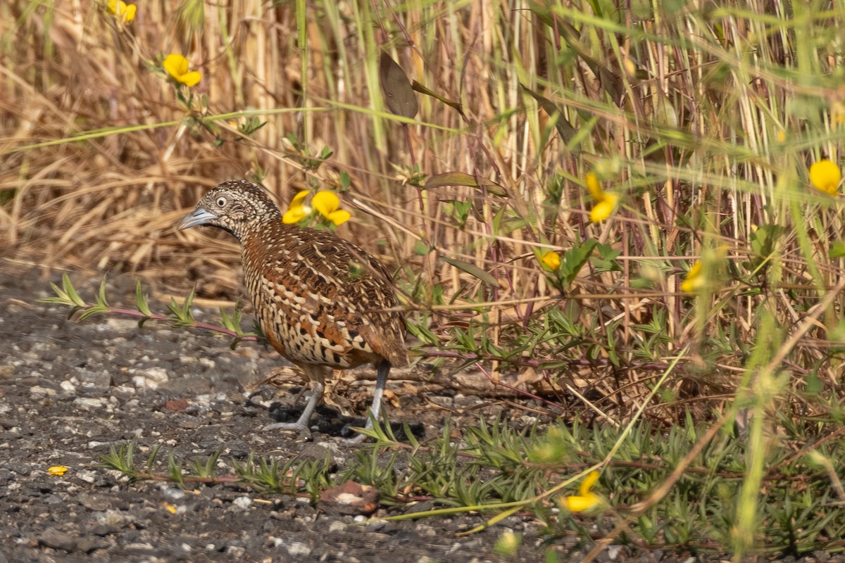 Barred Buttonquail - ML643270040