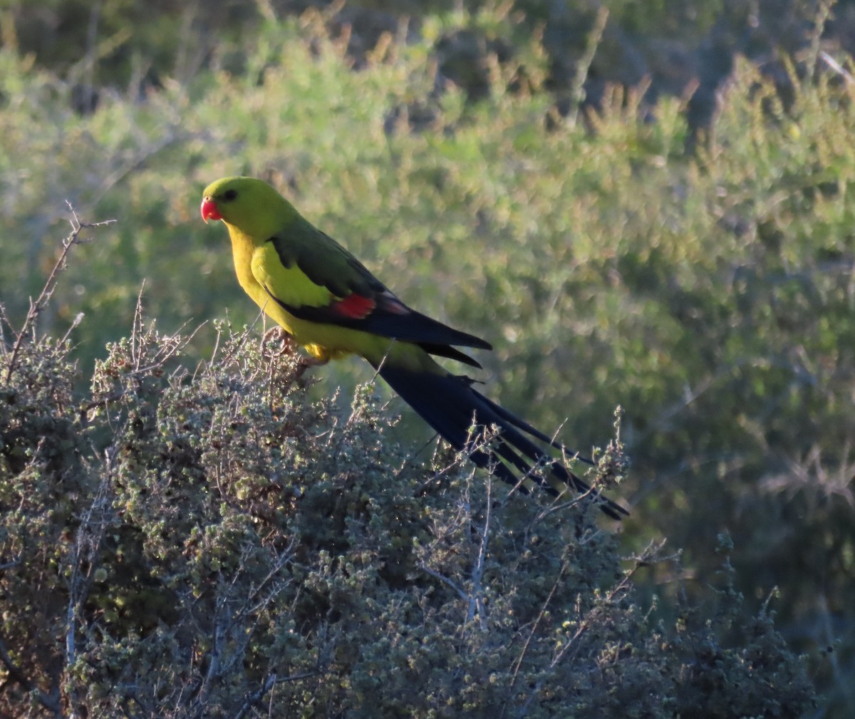 Regent Parrot - ML643270045