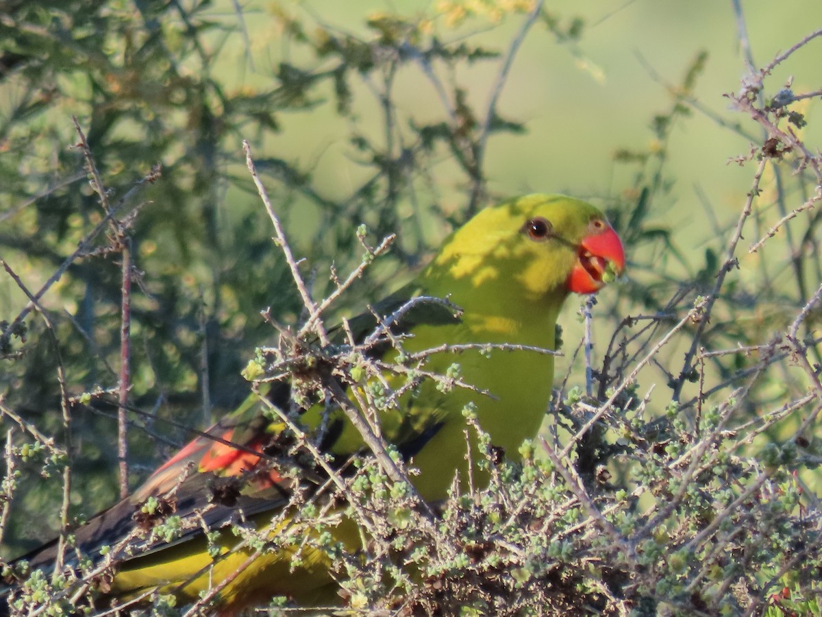 Regent Parrot - ML643270046