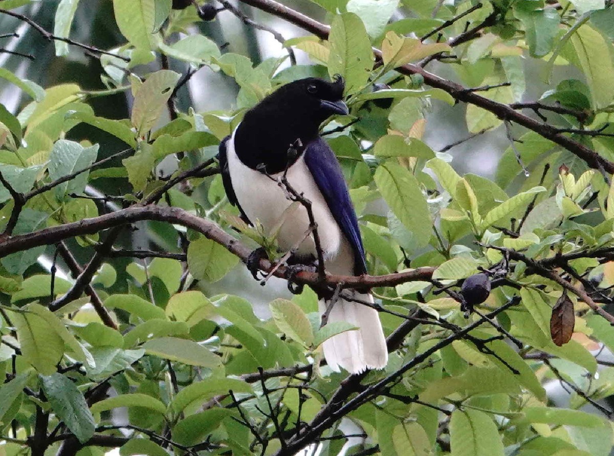 Curl-crested Jay - ML643270058