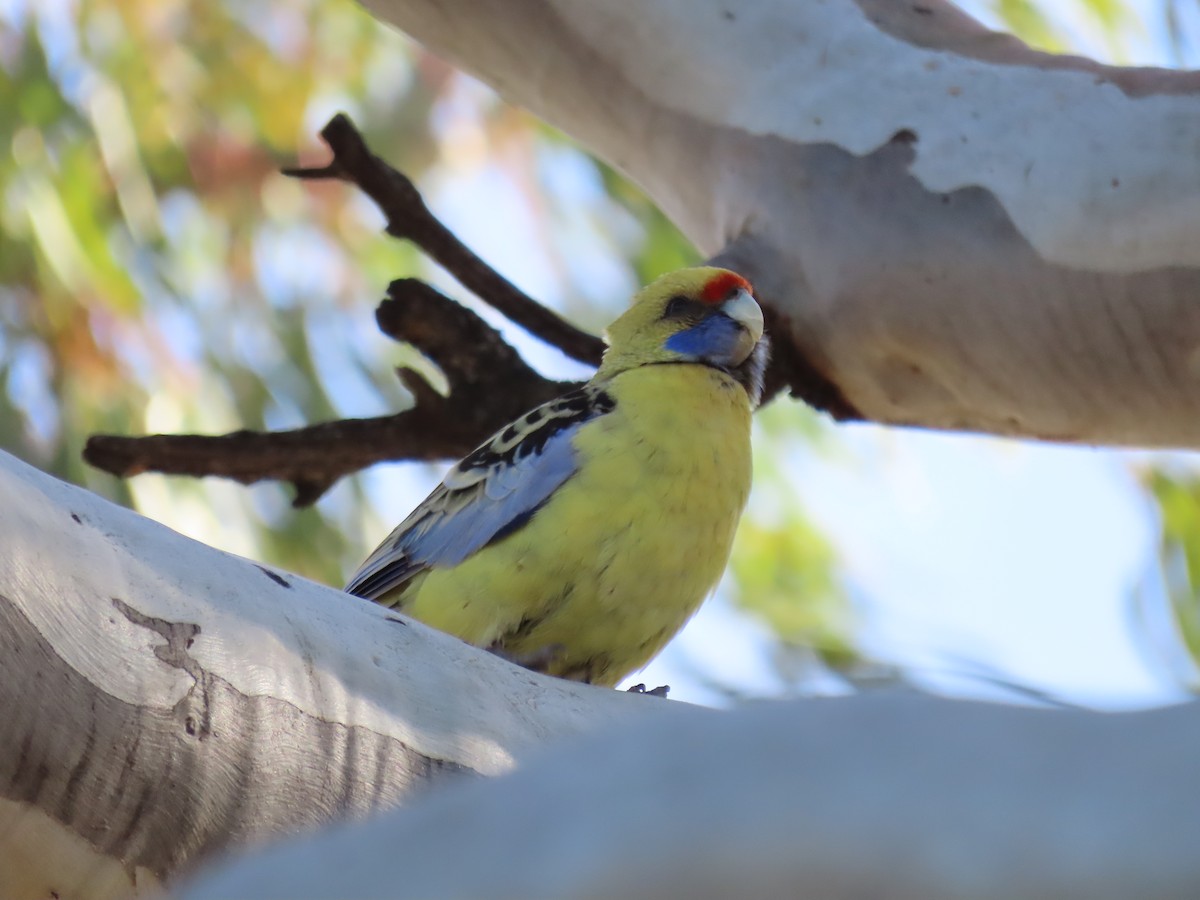 Crimson Rosella (Yellow) - ML643270061