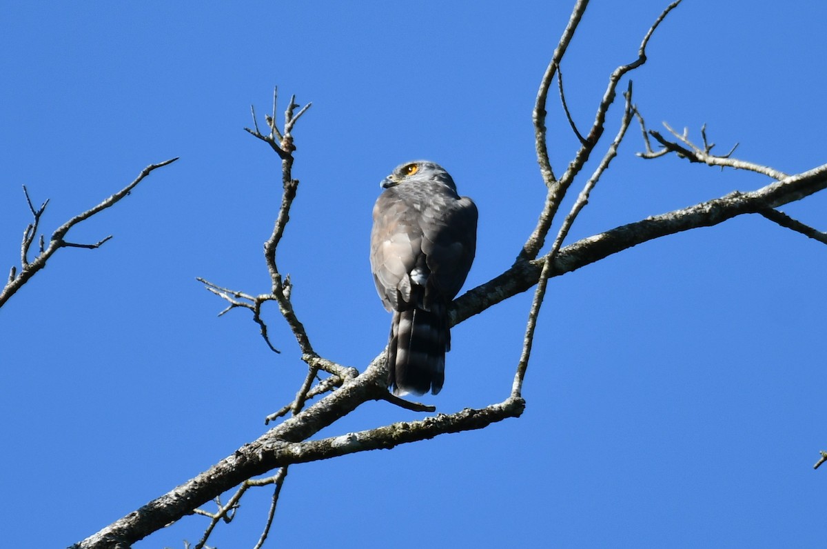 Crested Goshawk - ML643270078