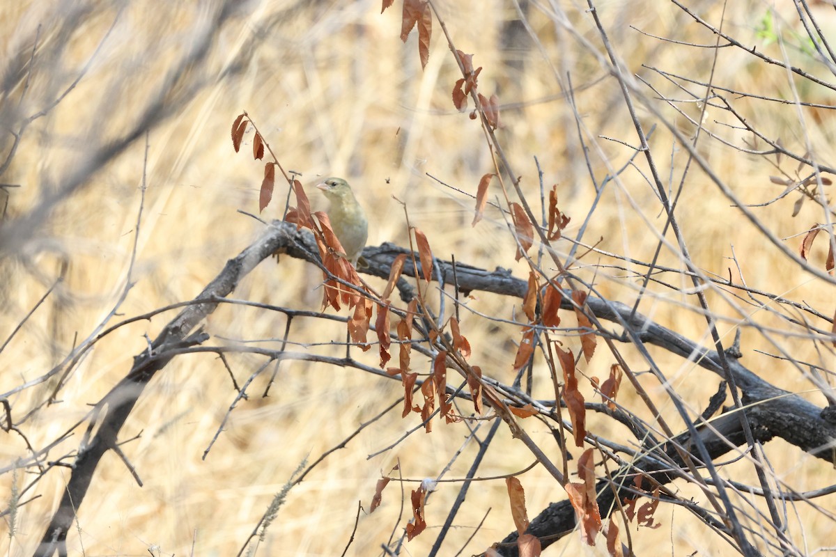 Southern Masked-Weaver - ML643270091