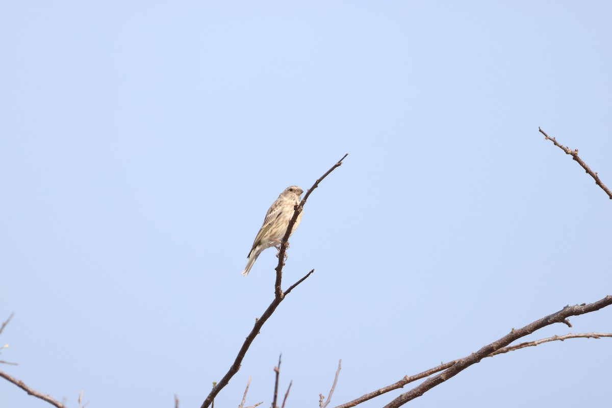 Black-throated Canary - ML643270097