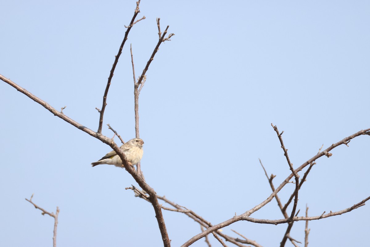 Black-throated Canary - ML643270098