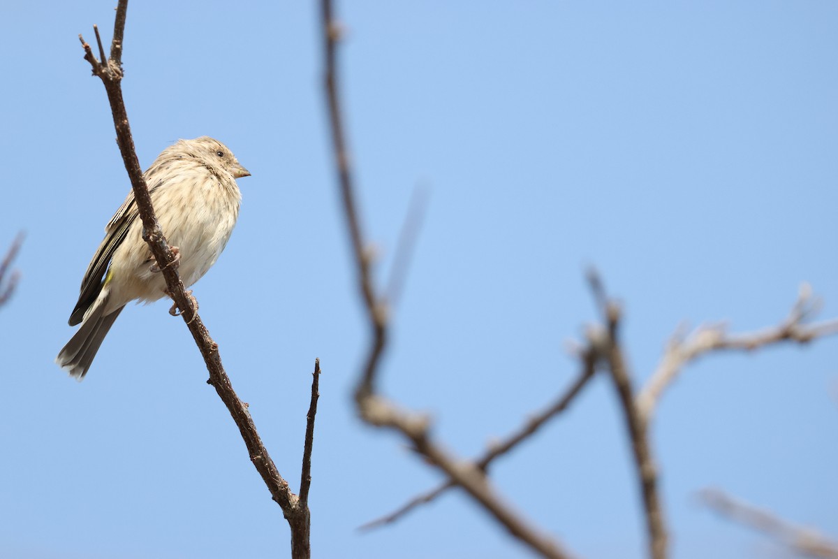 Black-throated Canary - ML643270099