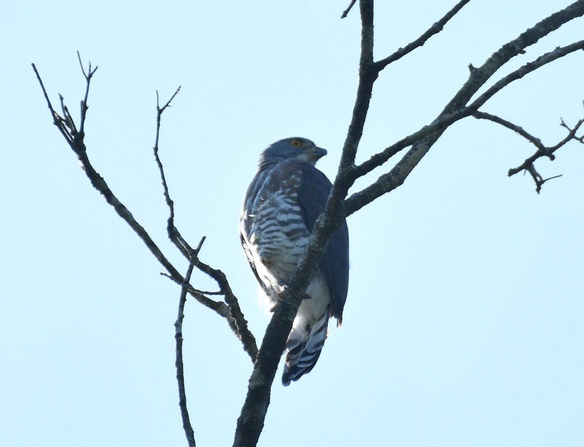 Crested Goshawk - ML643270105