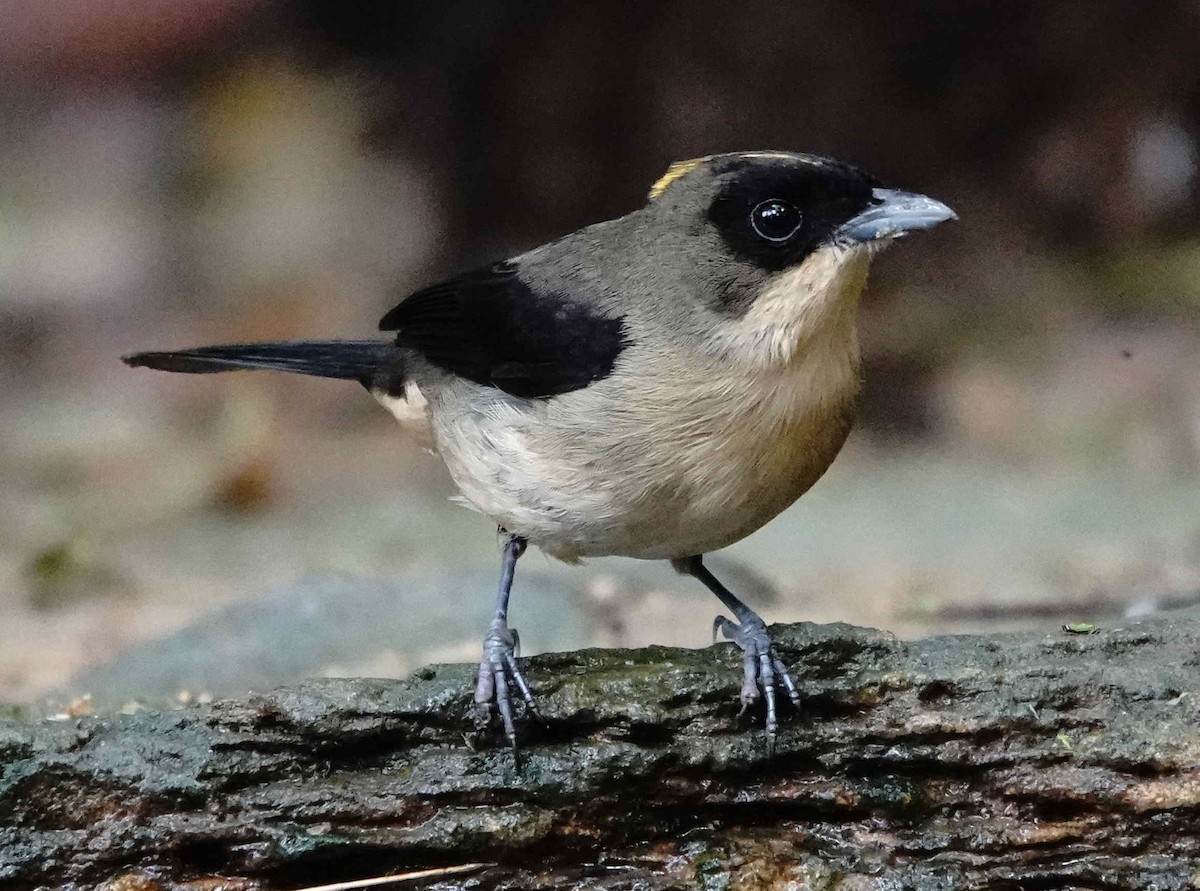 Black-goggled Tanager - ML643270113