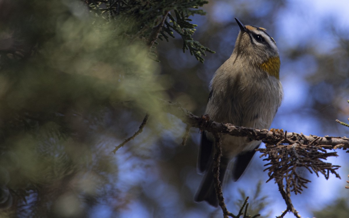 Common Firecrest - ML643270114
