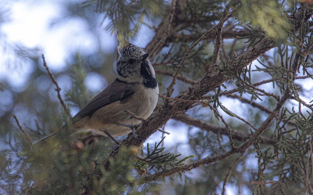 Crested Tit - ML643270118