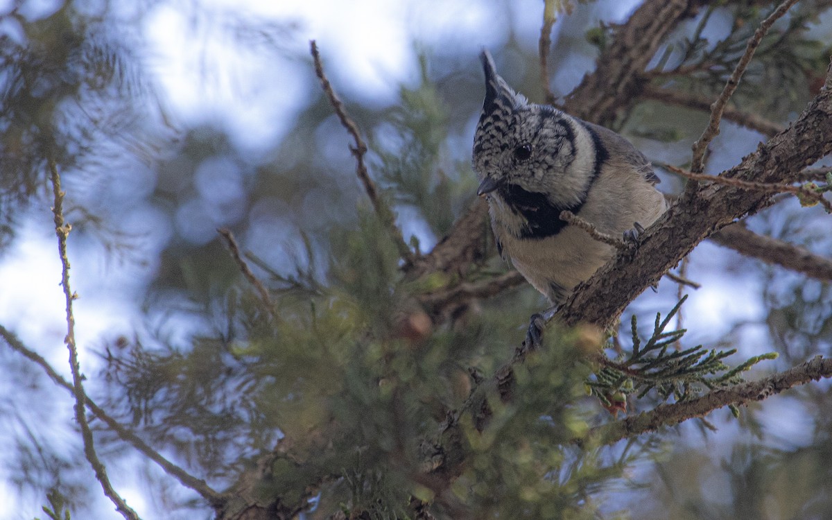 Crested Tit - ML643270120