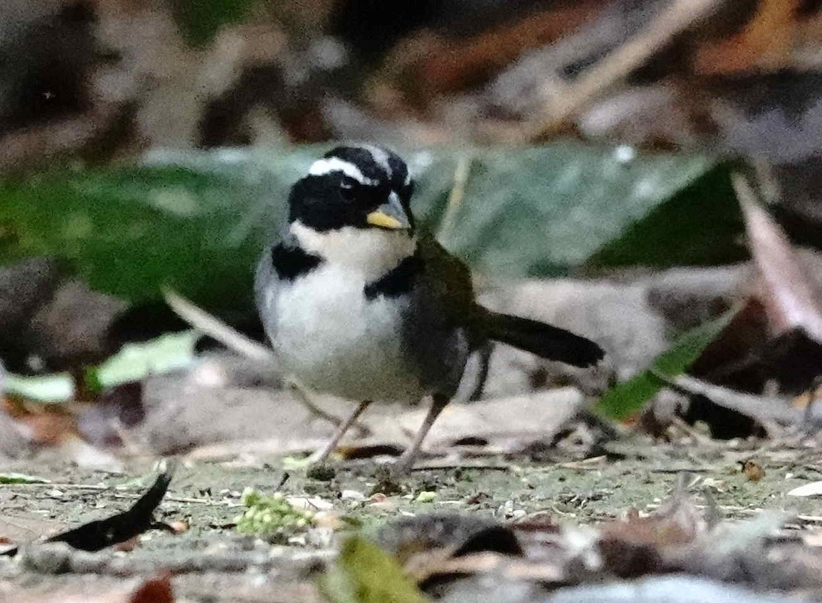 Half-collared Sparrow - ML643270130