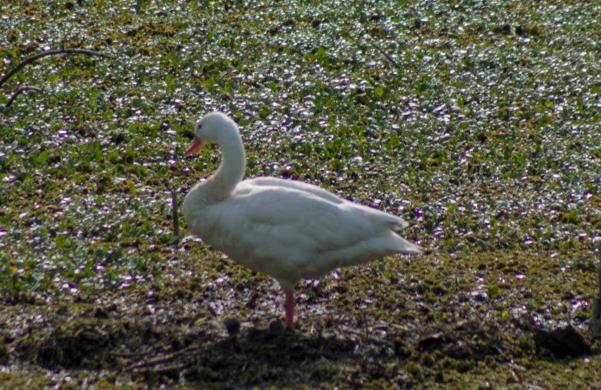 Coscoroba Swan - ML643270131