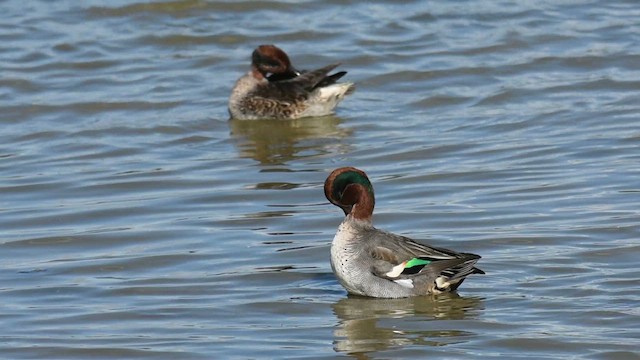 Green-winged Teal - ML643270132