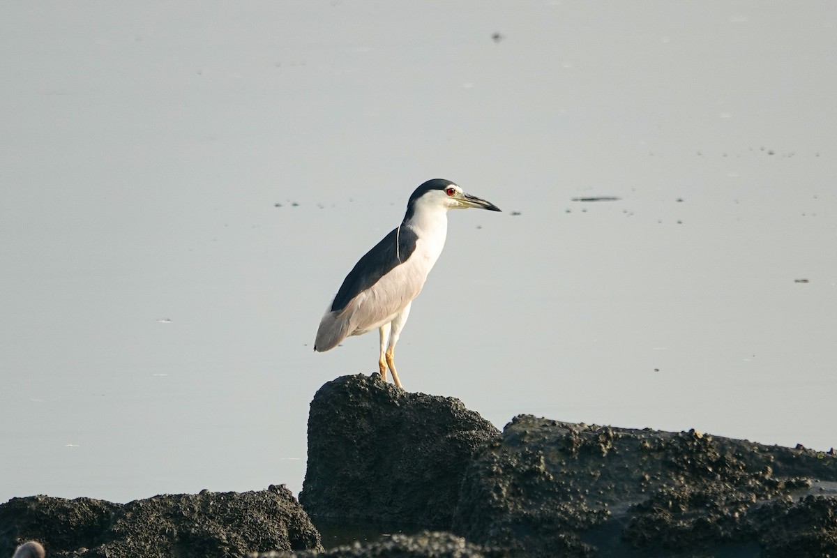 Black-crowned Night Heron - ML643270150