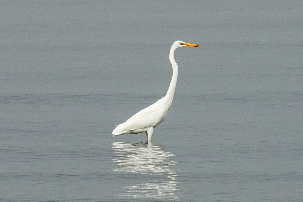 Great Egret - ML643270155