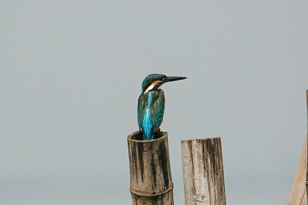 Common Kingfisher - ML643270156