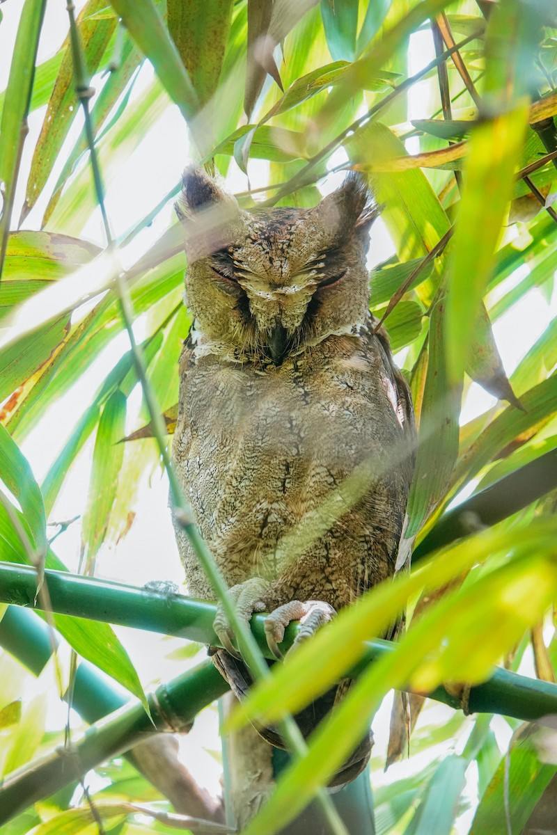 Philippine Scops-Owl - ML643270158