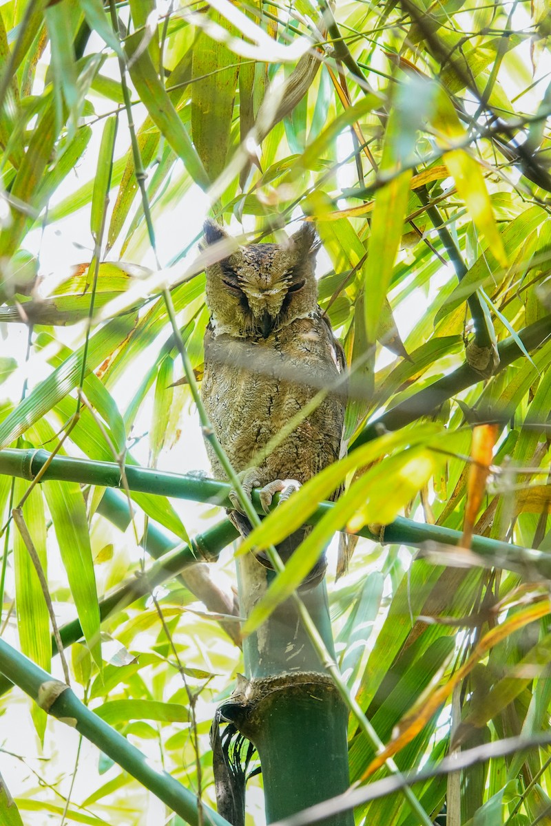 Philippine Scops-Owl - ML643270163