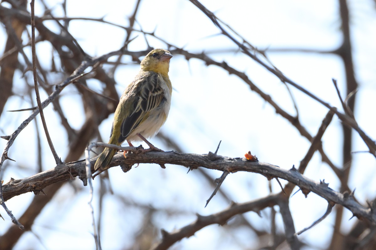 Southern Masked-Weaver - ML643270197