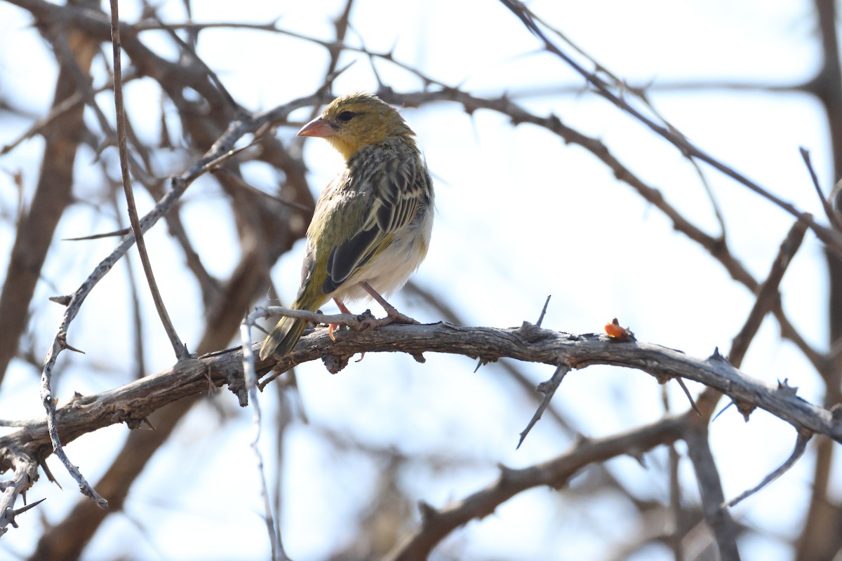 Southern Masked-Weaver - ML643270198