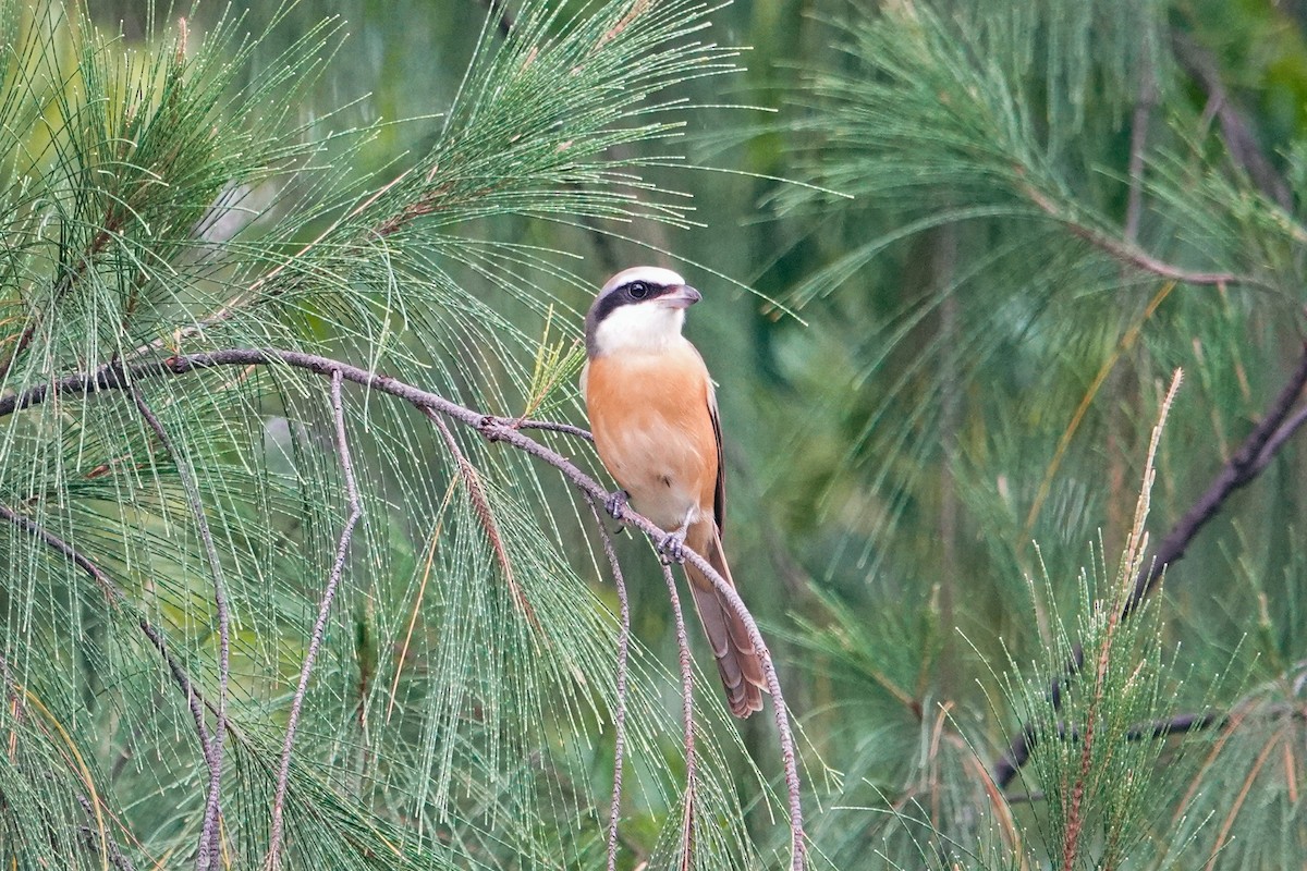 Brown Shrike - ML643270216