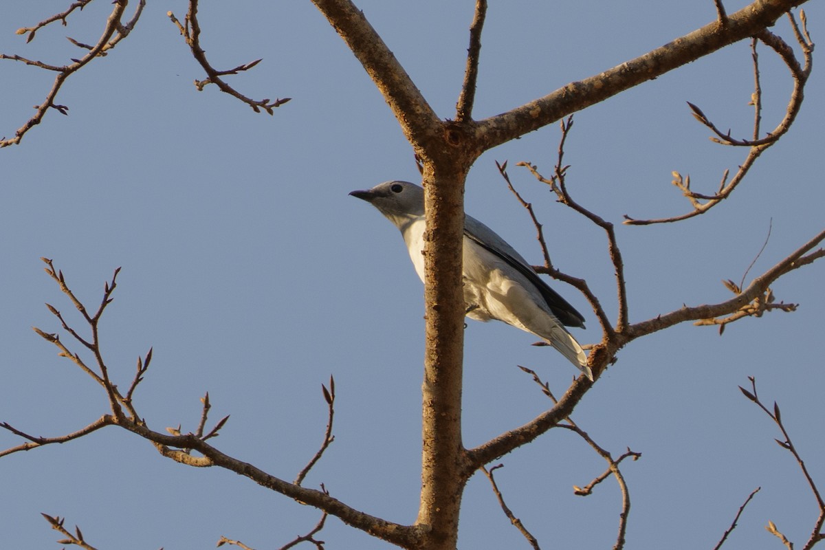 White-breasted Cuckooshrike - ML643270219