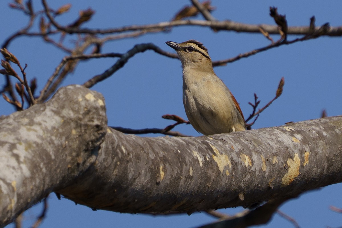 Brown-crowned Tchagra - ML643270221