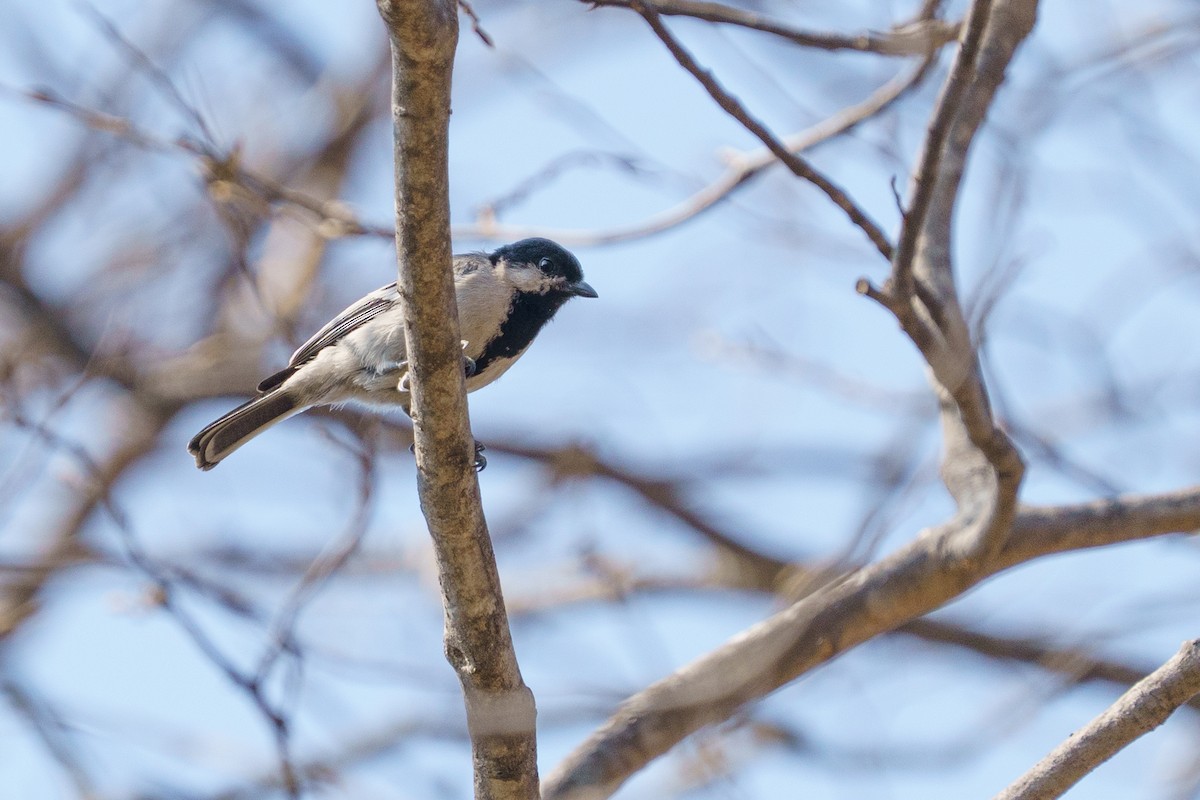 Miombo Tit - ML643270222