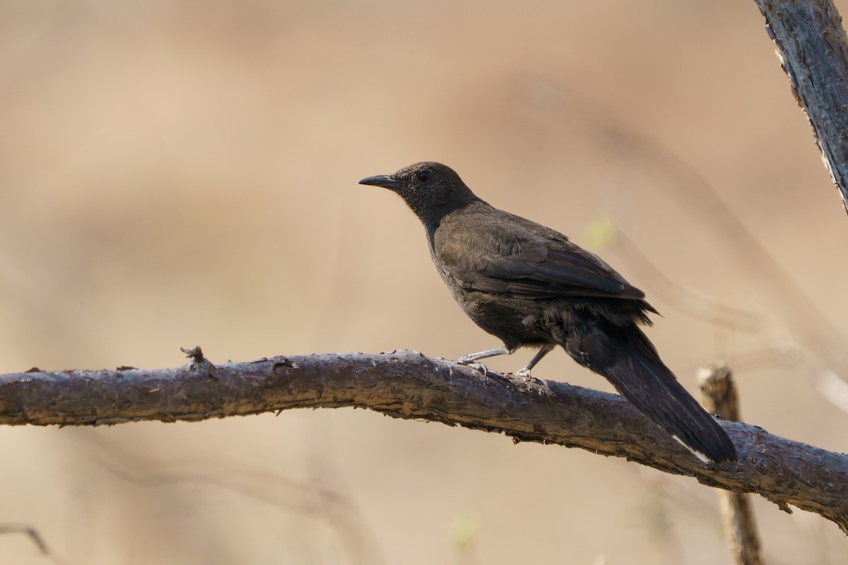 Boulder Chat - ML643270224