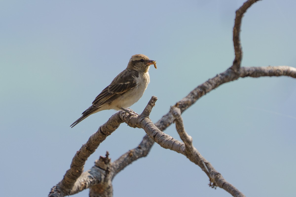 Yellow-throated Bush Sparrow - ML643270225