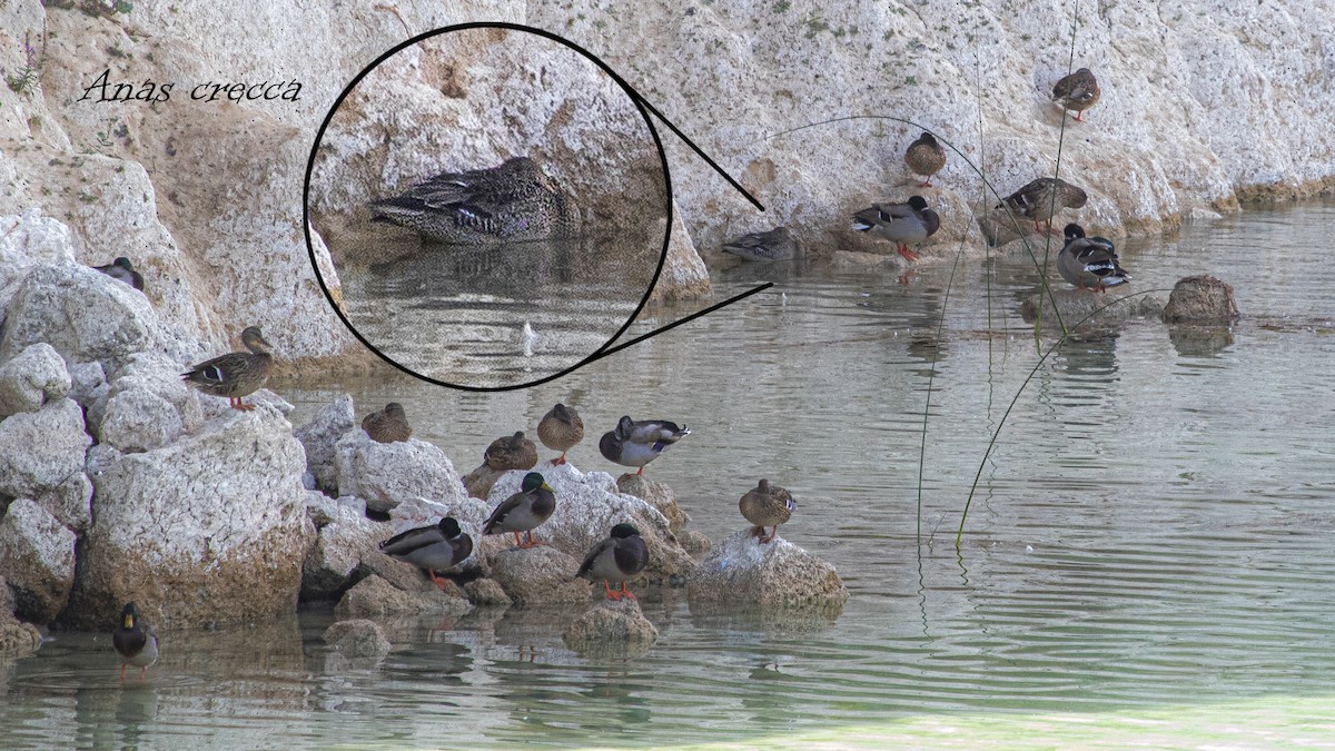 Green-winged Teal - ML643270228