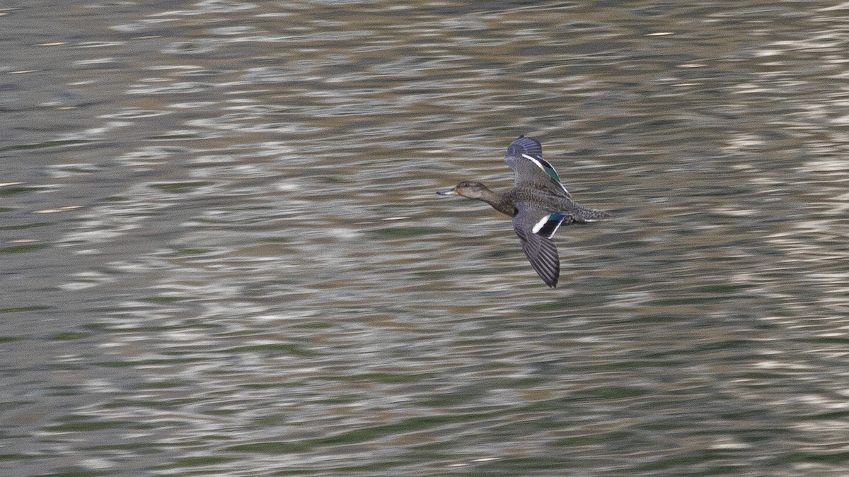 Green-winged Teal - ML643270231