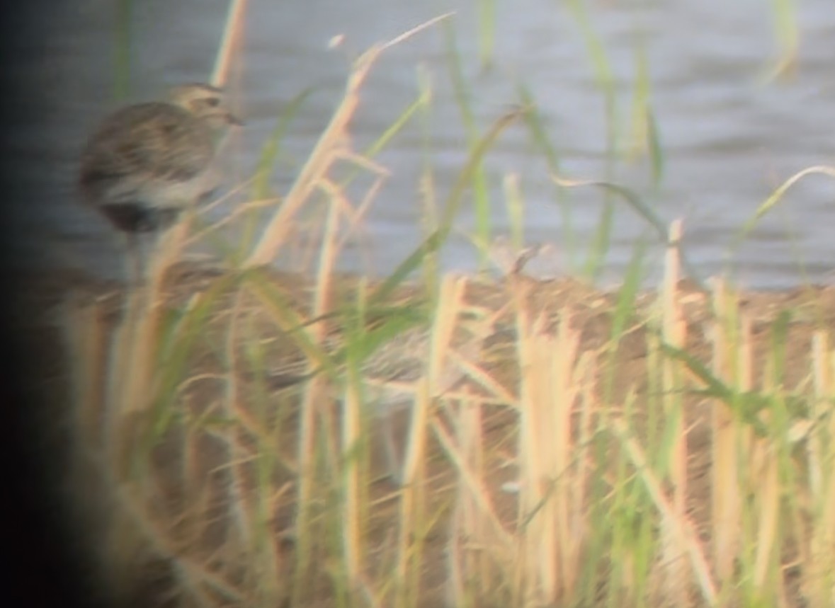 Pacific Golden-Plover - ML643270236