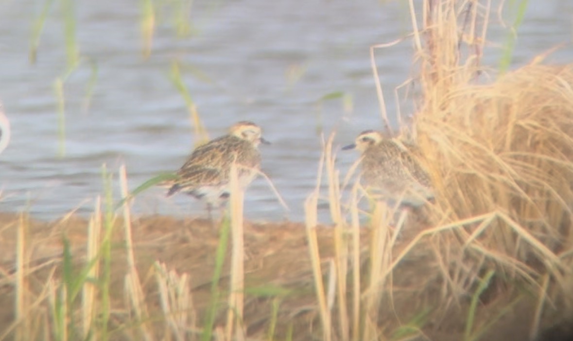 Pacific Golden-Plover - ML643270237