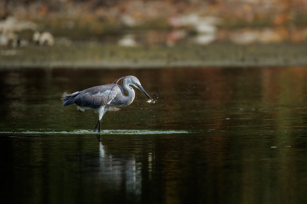 Western Reef-Heron - ML643270238