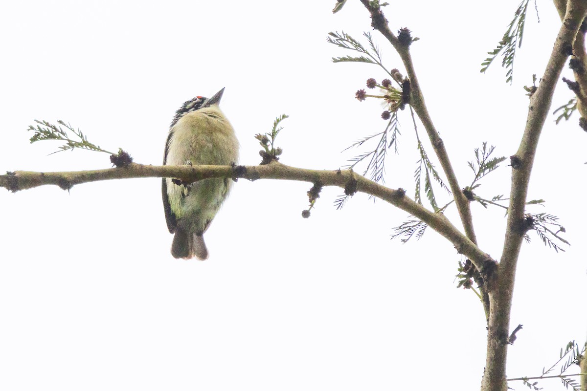 Northern Red-fronted Tinkerbird - ML643270240