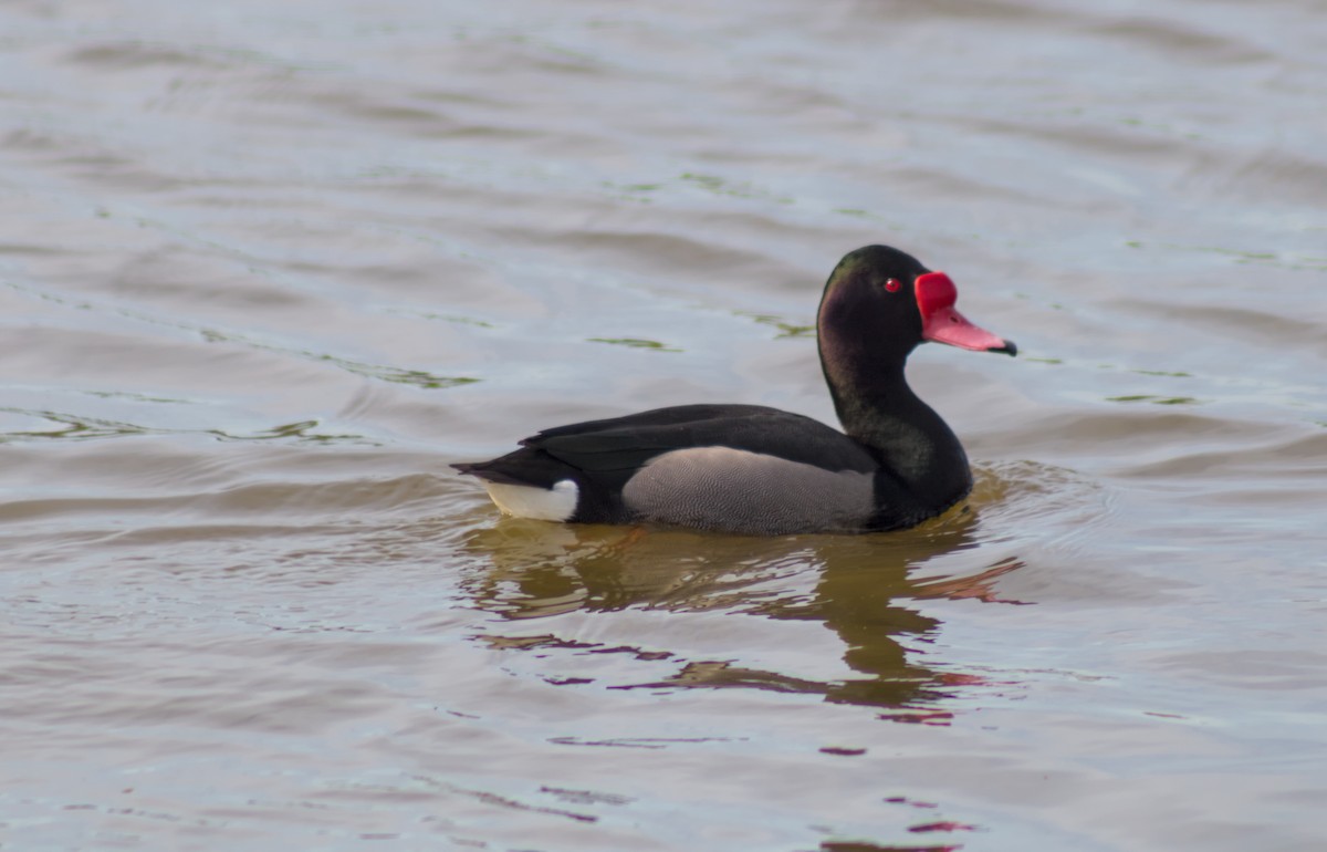 Rosy-billed Pochard - ML643270243