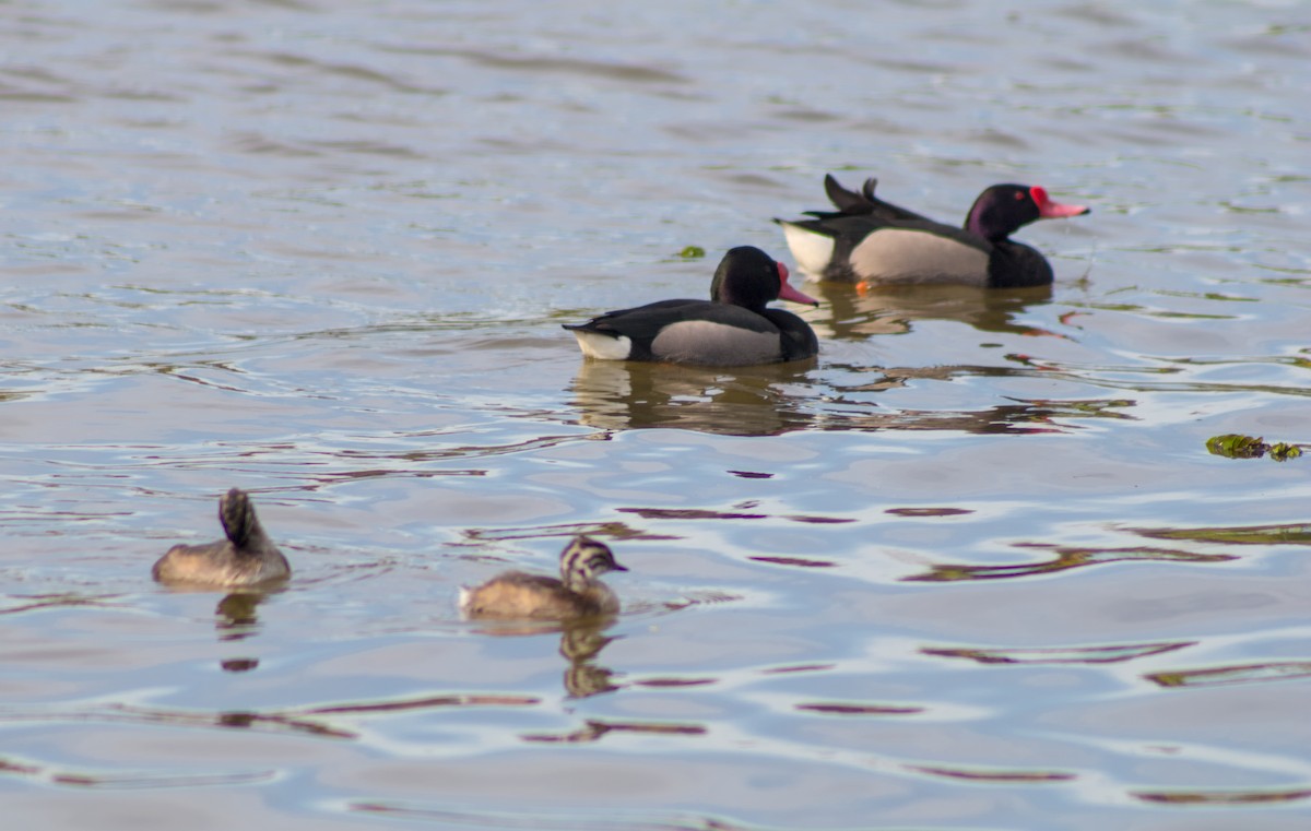 Rosy-billed Pochard - ML643270249
