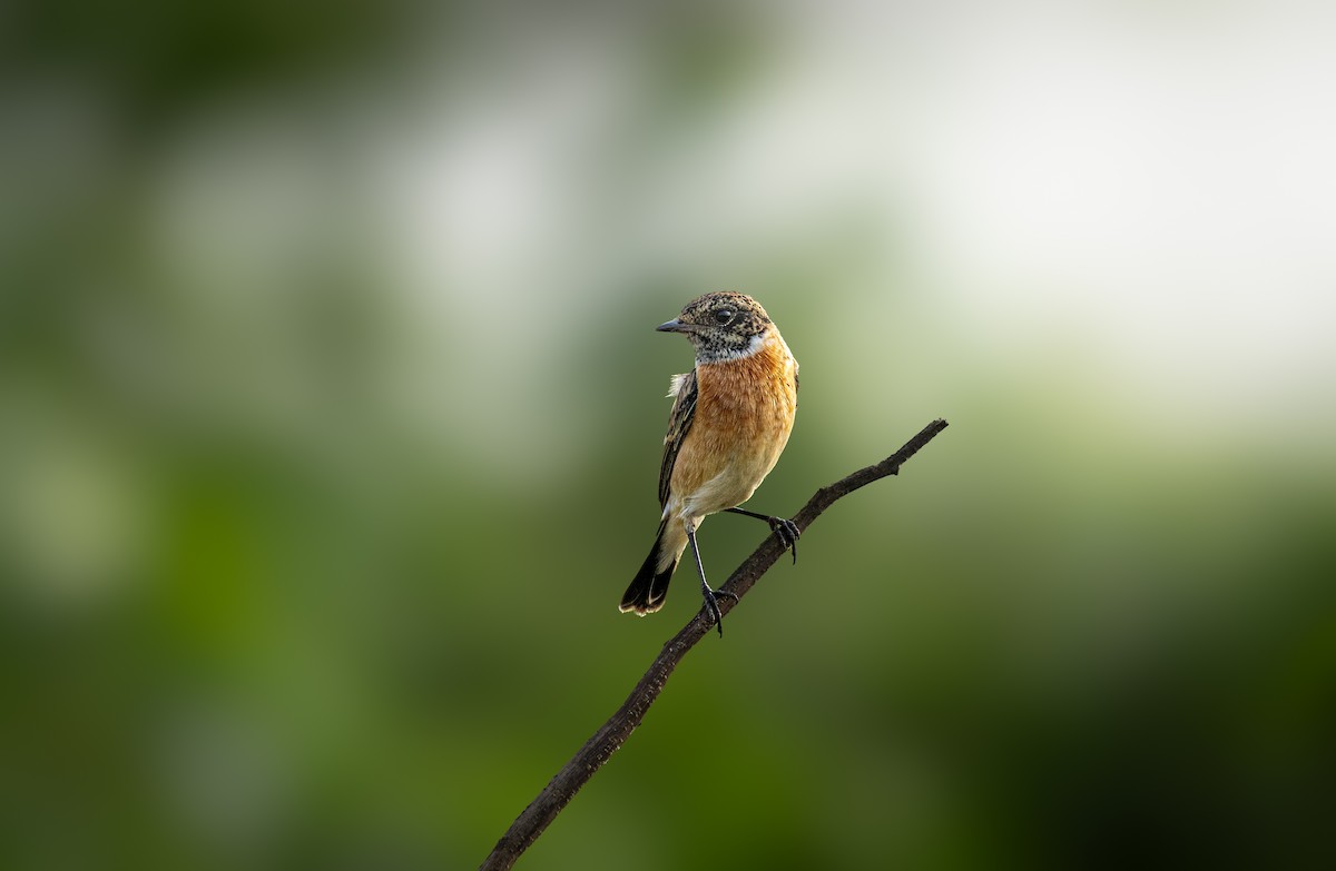 Siberian Stonechat - ML643270259