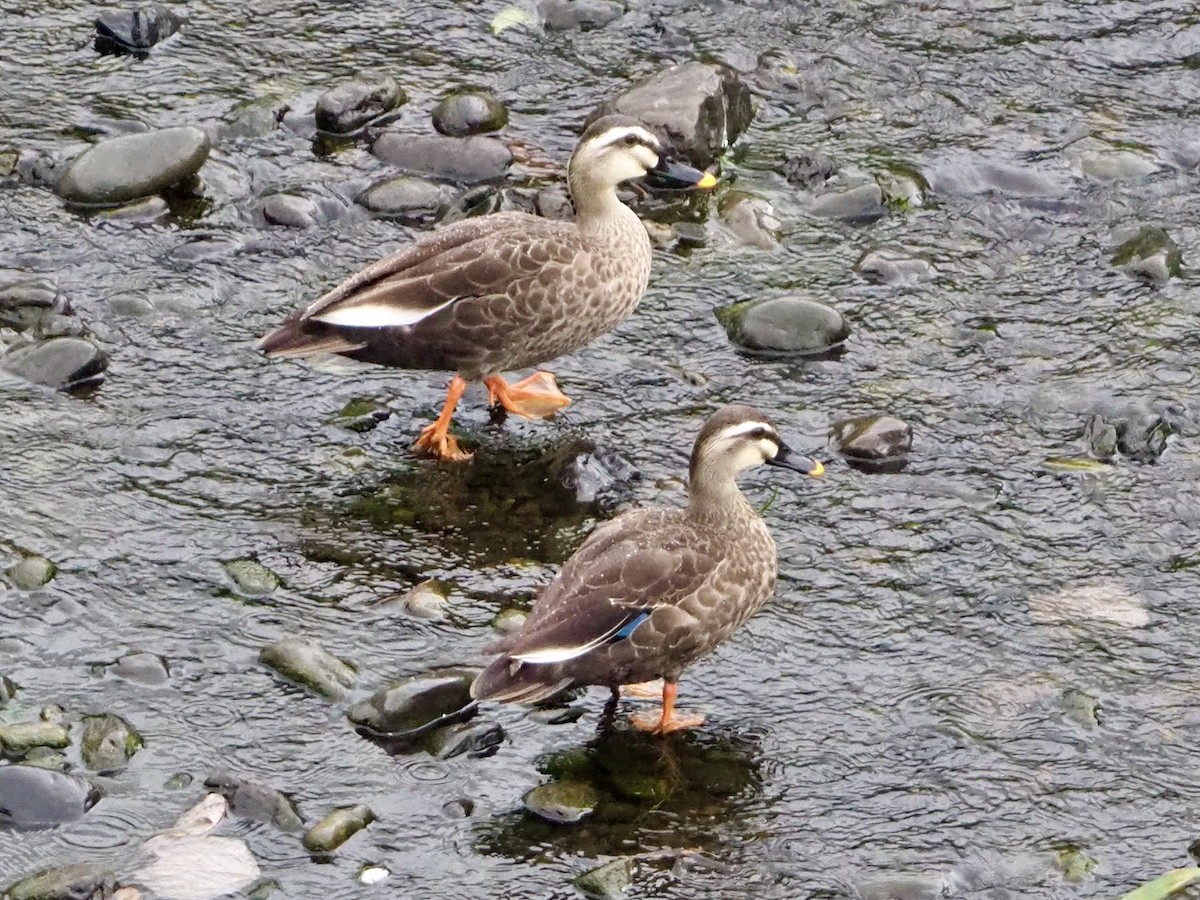 Eastern Spot-billed Duck - ML643270264